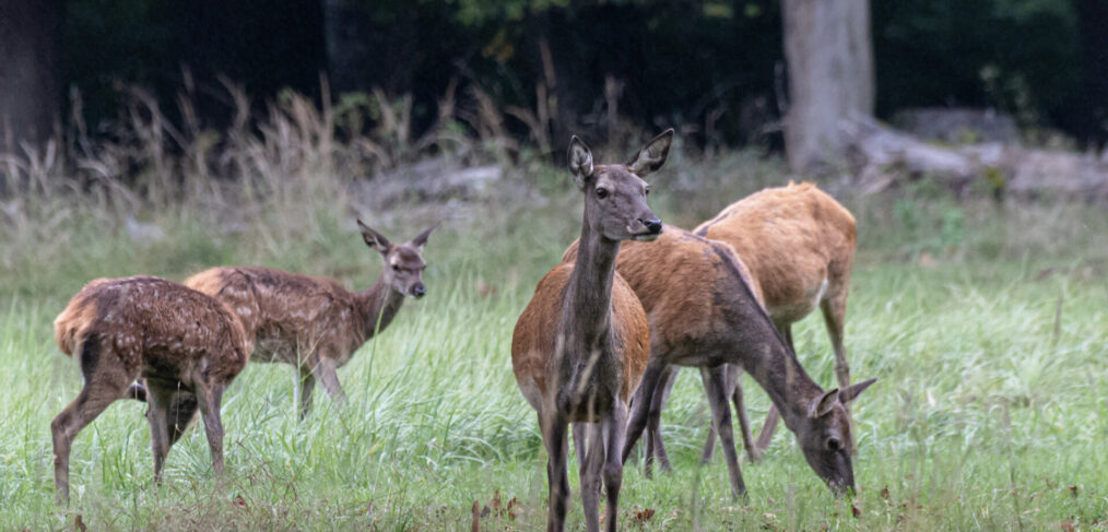Rotwild-Kahlwildrudel mit Kälbern auf einer Waldwiese