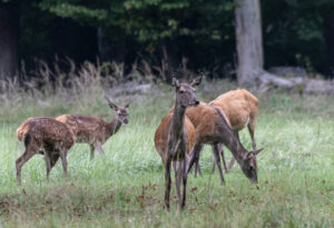 Rotwild-Kahlwildrudel mit Kälbern auf einer Waldwiese