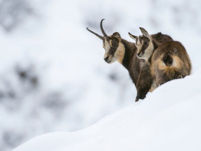 chamois femelle et son jeune en hiver dans les alpes