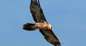 Bartgeier