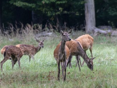 Rotwild-Kahlwildrudel mit Kälbern auf einer Waldwiese