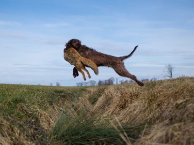 Jagdhund Pudelpointer