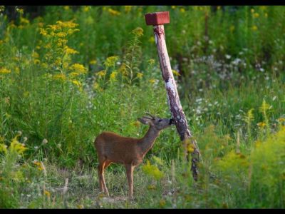 salzlecke-für-das-wild-bauen